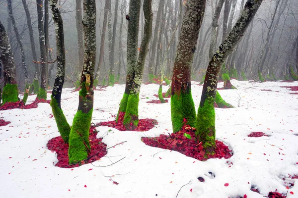 Neige dégelée sous les hêtres — Photo