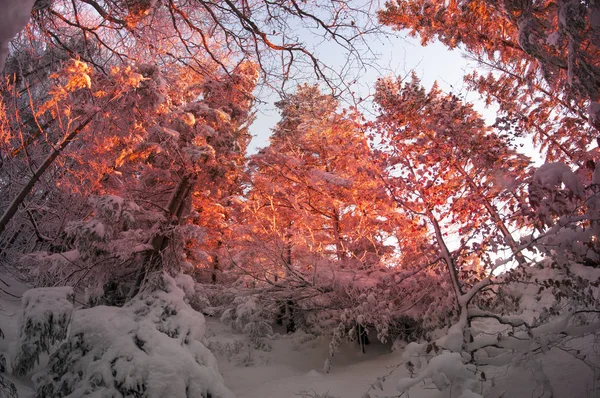 Frosty forest in Bergen — Stockfoto