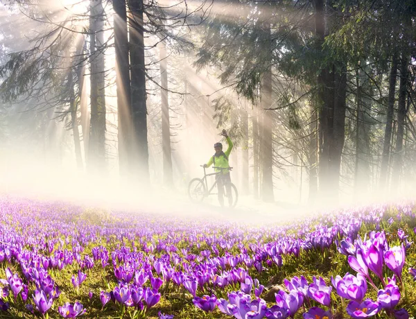 Bloemen veld in de zonnige dag — Stockfoto