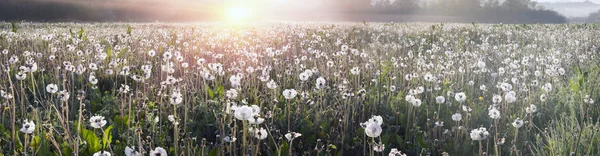 Champ de pissenlits au lever du soleil — Photo