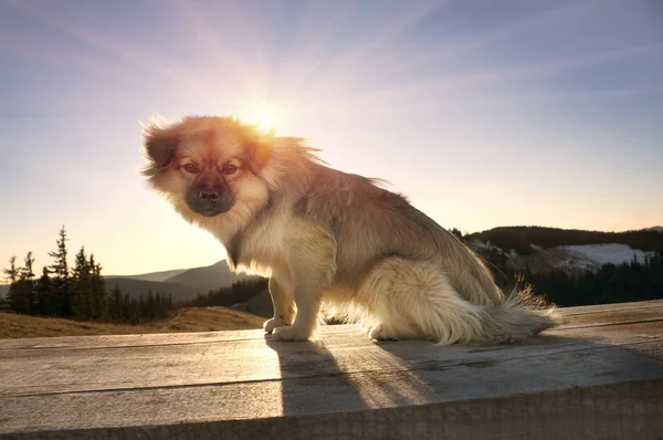 Der Hund in den sonnigen Bergen — Stockfoto