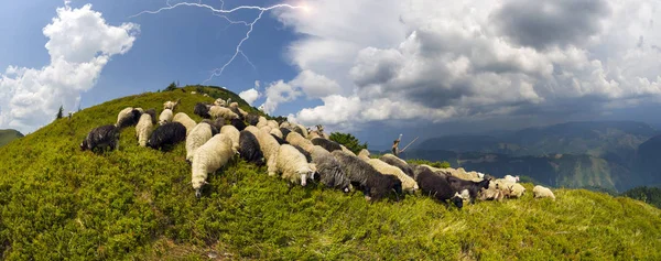 Dağ otlağındaki koyunlar — Stok fotoğraf