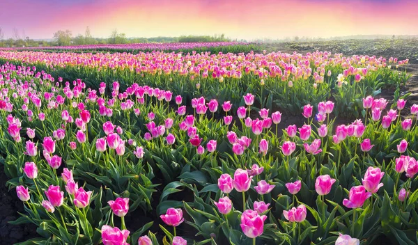 Tulipány v Karpatské oblasti — Stock fotografie