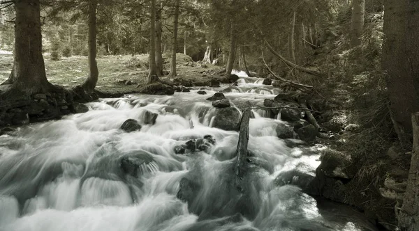 De rivier van de Karpaten in het bos — Stockfoto