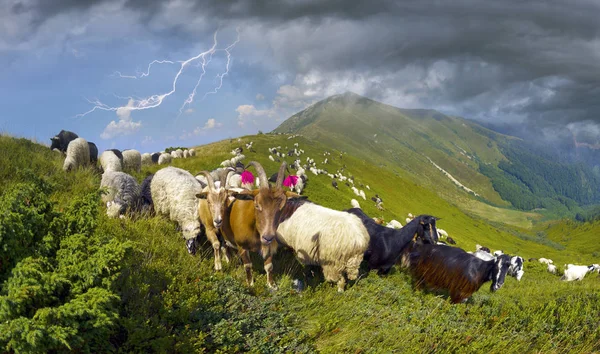 Ovce na horské pastvině — Stock fotografie