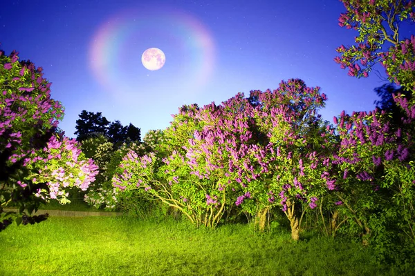 Romantik gece leylak ağaçları — Stok fotoğraf