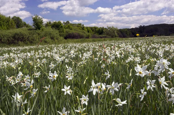 Campo de Daffodils ao amanhecer — Fotografia de Stock