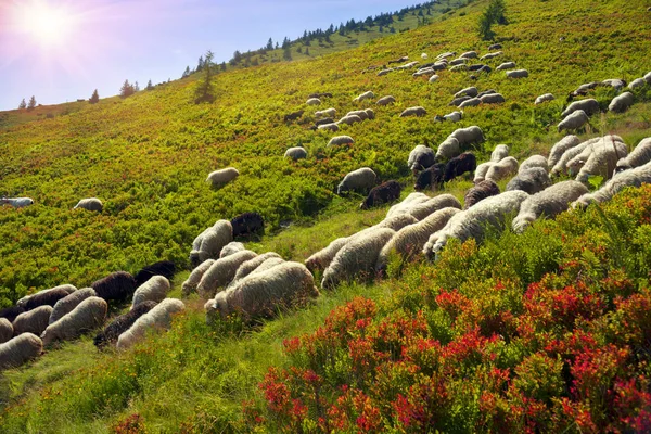Owce na pastwisku górskim — Zdjęcie stockowe