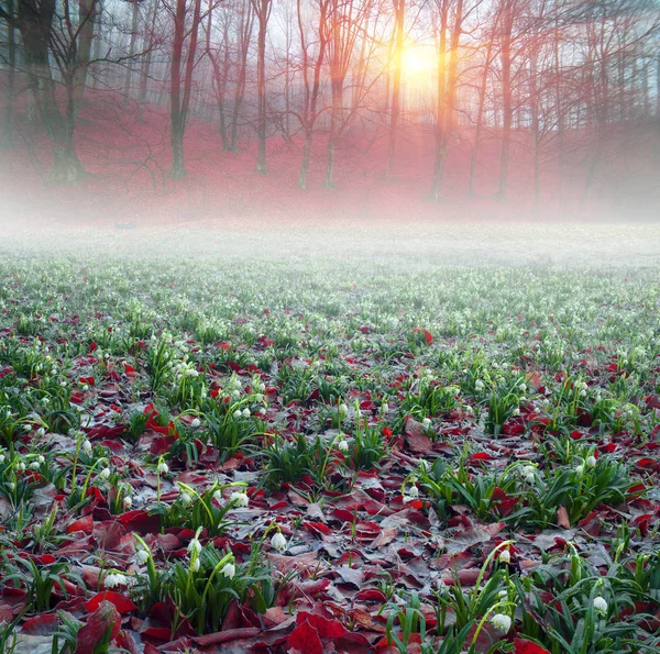 Vackra snowdrop fält — Stockfoto