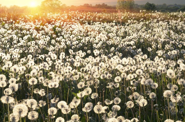 Dandelions alan gündoğumu — Stok fotoğraf