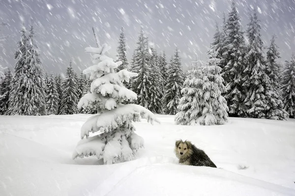 Dog in the Carpathian mountains — Stock Photo, Image
