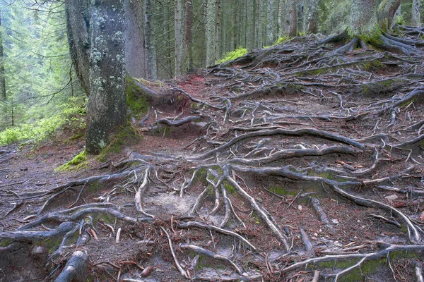 Το μυστηριώδες δάσος άγριων — Φωτογραφία Αρχείου