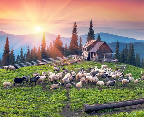 Shepherds and sheep in Carpathians — Stock Photo, Image