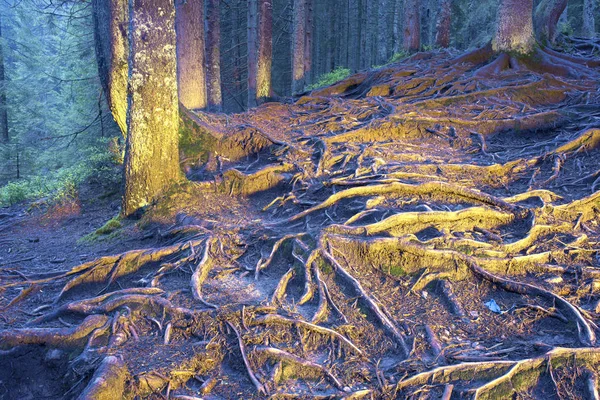 La misteriosa foresta selvaggia — Foto Stock