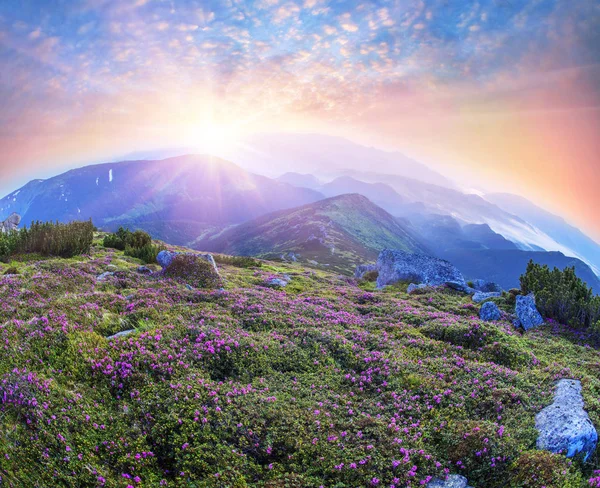 Rhododendron κοιλάδα με μαύρο βουνό — Φωτογραφία Αρχείου