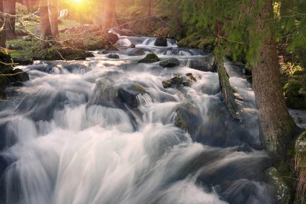 Карпатський річка в лісі — стокове фото