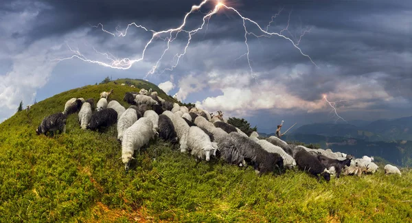 Ovce na horské pastvině — Stock fotografie