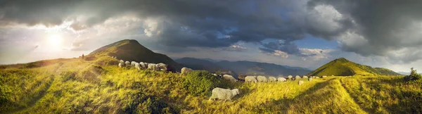 Вівці на гірському пасовищі — стокове фото