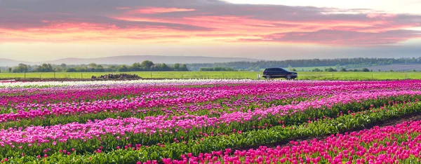 Tulipanes en la región de los Cárpatos —  Fotos de Stock