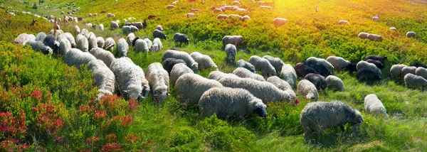 Ovelhas em um pasto de montanha — Fotografia de Stock