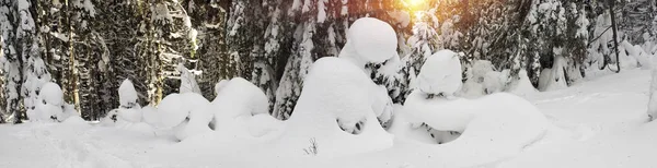 Ukrainische Karpaten schneebedeckter Wald — Stockfoto