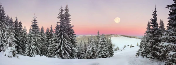 Carpazi ucraini foresta innevata — Foto Stock