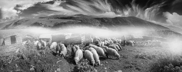 Černé a bílé fotografie ovcí — Stock fotografie