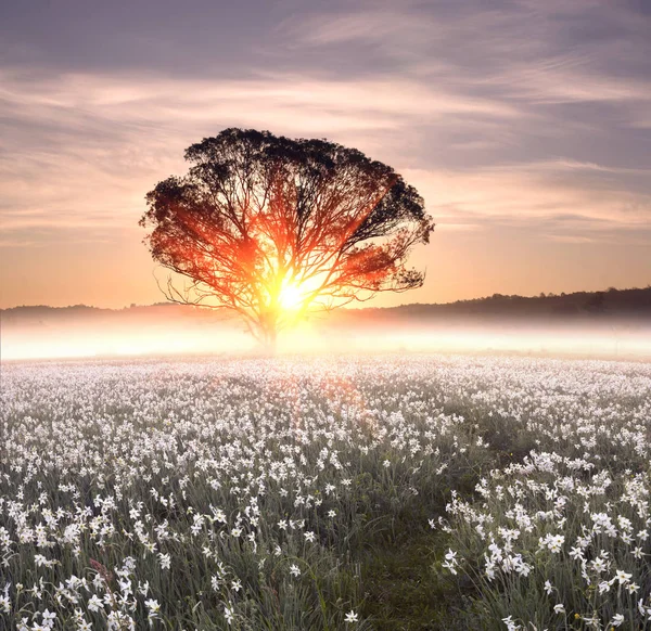 Daffodils field at dawn — Stock Photo, Image