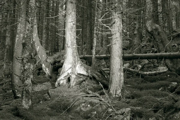 Der geheimnisvolle wilde Wald — Stockfoto
