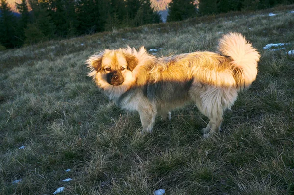 Hunden i soliga bergen — Stockfoto