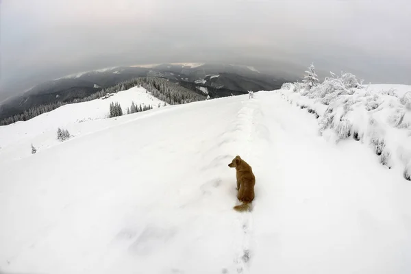 Perro en las montañas Cárpatos —  Fotos de Stock