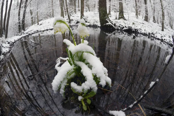 Alpine snow flowers — Stock Photo, Image