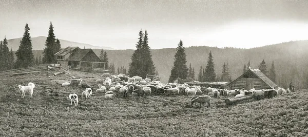 Espírito de antiguidade com ovelhas nas montanhas — Fotografia de Stock