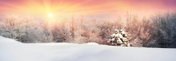 Iced bos in de Karpaten — Stockfoto