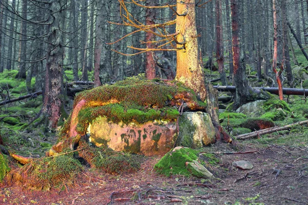 The mysterious wild forest — Stock Photo, Image