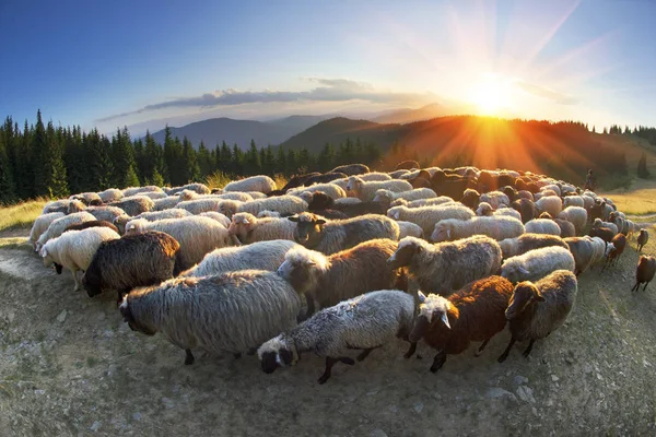 Shepherds and sheep in Carpathians