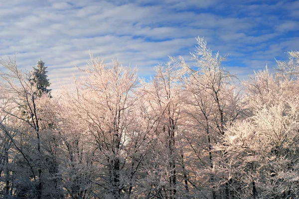 Forêt glacée dans les Carpates — Photo