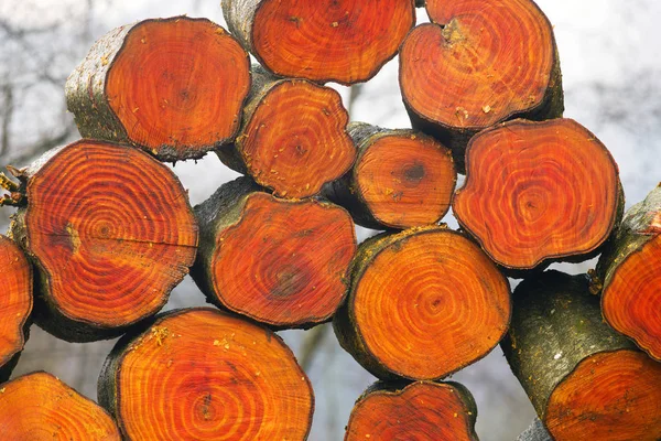 橙褐色的木柴组成 — 图库照片