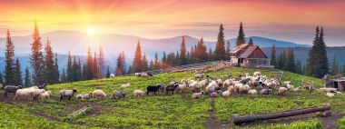 Shepherds and sheep in Carpathians clipart