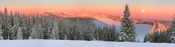 Ukrainian Carpathians snowy forest — Stock Photo, Image