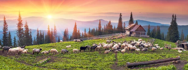 牧羊人和羊在喀尔巴阡 — 图库照片