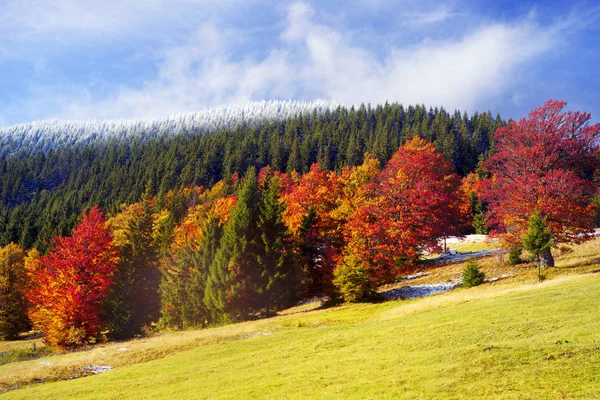 Floresta de outono nas montanhas — Fotografia de Stock