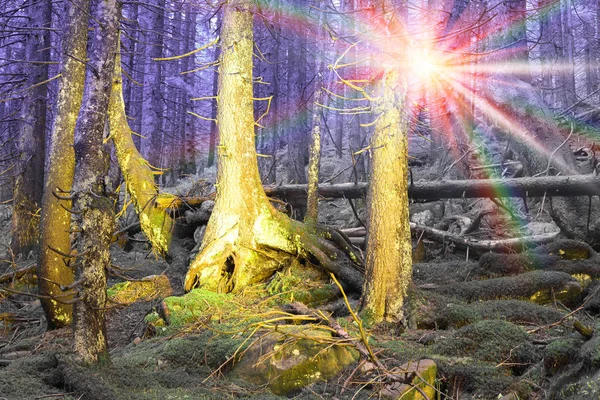 A misteriosa floresta selvagem — Fotografia de Stock