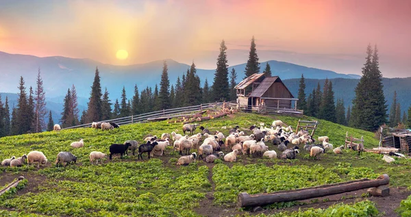 Shepherds and sheep in Carpathians