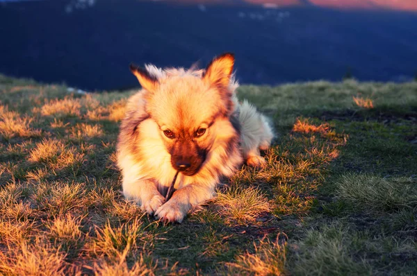 O cão nas montanhas ensolaradas — Fotografia de Stock