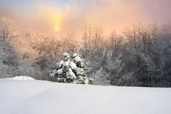 Karpatlar buzlu ormanda — Stok fotoğraf