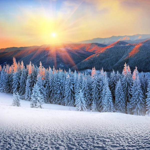 Frosty forest in mountains — Stock Photo, Image