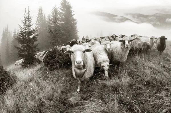 Foto en blanco y negro de ovejas — Foto de Stock