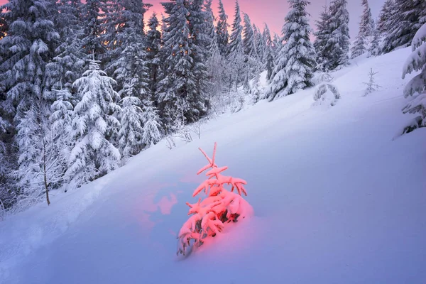 Árbol mágico de Navidad en Cárpatos — Foto de Stock