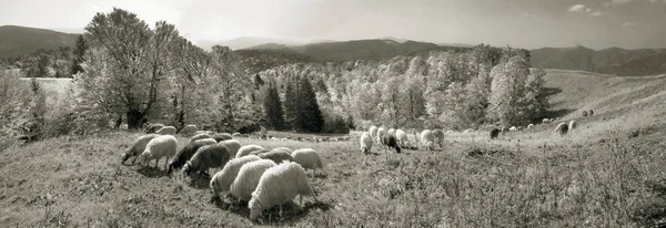 Duch antiky s ovcí v horách — Stock fotografie